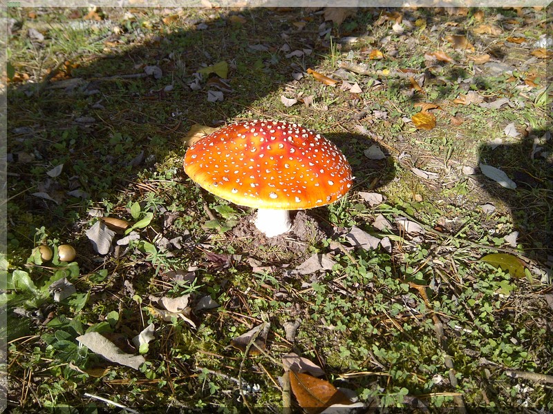 Fliegenpilze