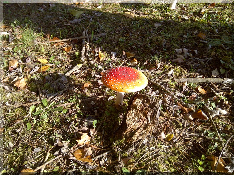 Fliegenpilze