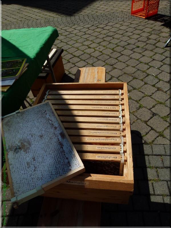 BienenfreundlichesHessen 19.08.
