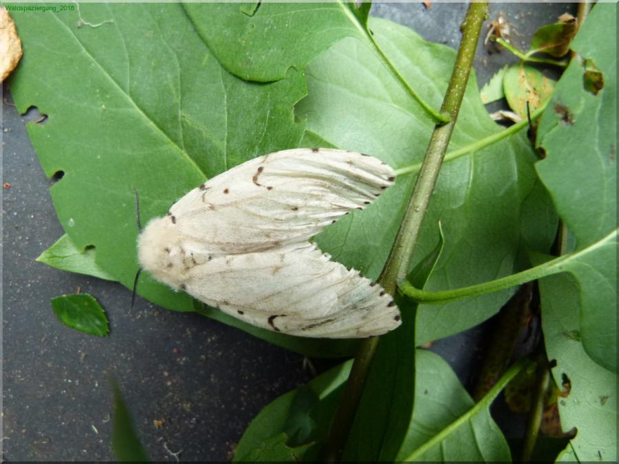 Biologischer Waldspaziergang mit Josef Lach
