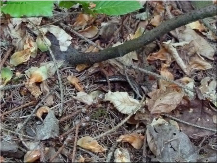 Biologischer Waldspaziergang mit Josef Lach