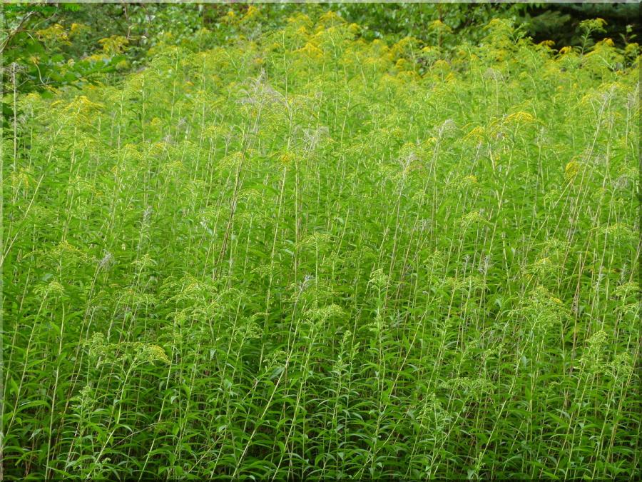 Biologischer Waldspaziergang mit Josef Lach