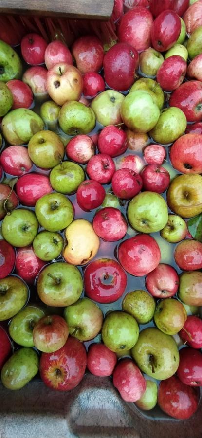 03.10. Kelterfest beim NABU