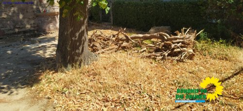 AlterFriedhof_IMG_20260710_111950.jpg