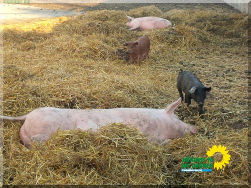 biobauernhof_2015_img_20150806_193945