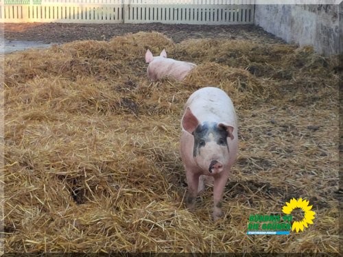 biobauernhof_2015_img_20150806_200420