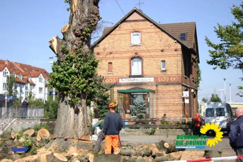 flatterulme_13_20091231_1724629203