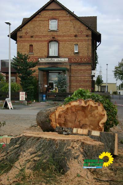 flatterulme_4_20091231_1835067737