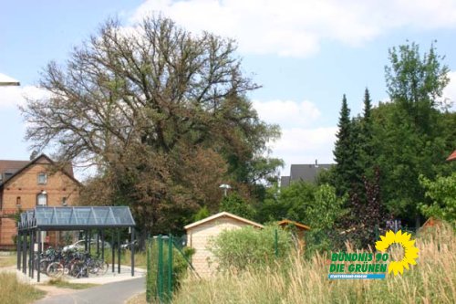 flatterulme_5_20091231_1681415720