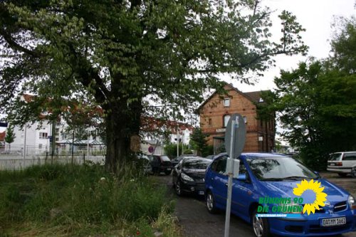 flatterulme_6_20091231_1512907285