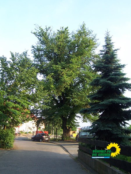 flatterulme_7_20091231_2083884624