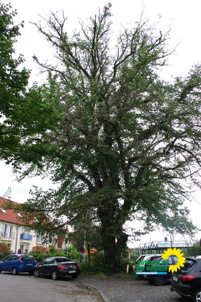 flatterulme_8_20091231_1241644170