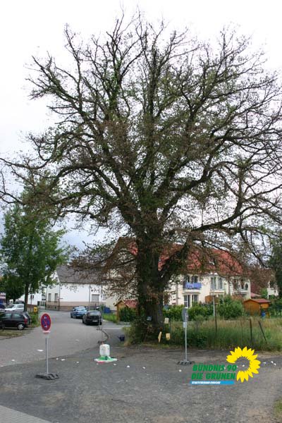 flatterulme_8_20091231_1461676538