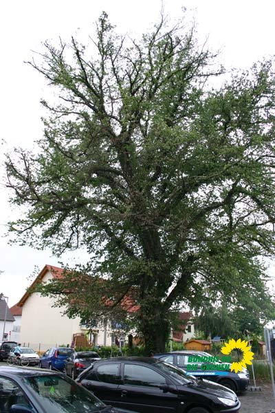 flatterulme_9_20091231_2057760757