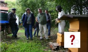 Bienen (Juni 2011) (11. July 2013)