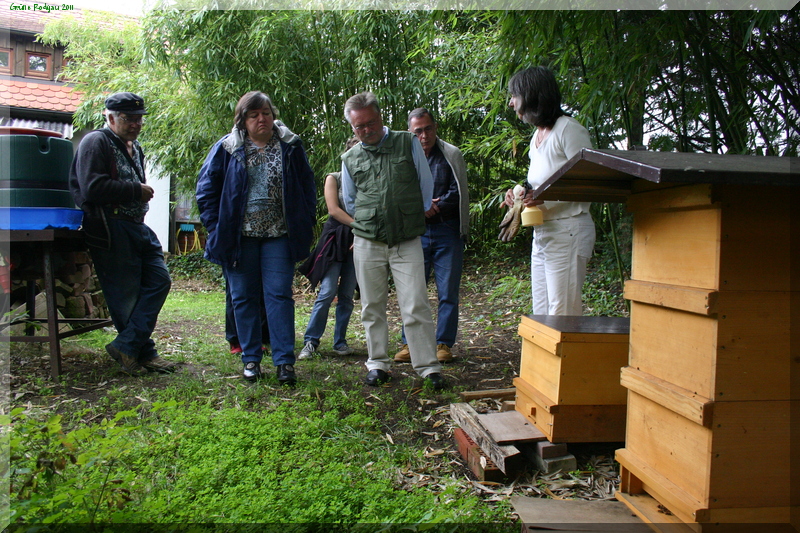 Bienen (Juni 2011)