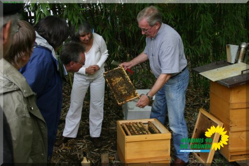 bienen_14_20110725_1381780638
