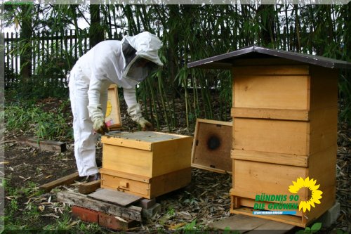 bienen_1_20110725_1416930191