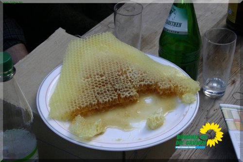 bienen_9_20110725_1819887092