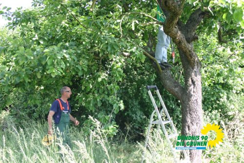 streuobstwiesenaktion_2011_10_20110727_1421027405