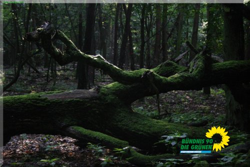 rodgauer_wald_12_20110728_1593347382