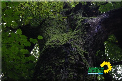 rodgauer_wald_13_20110728_1730408317