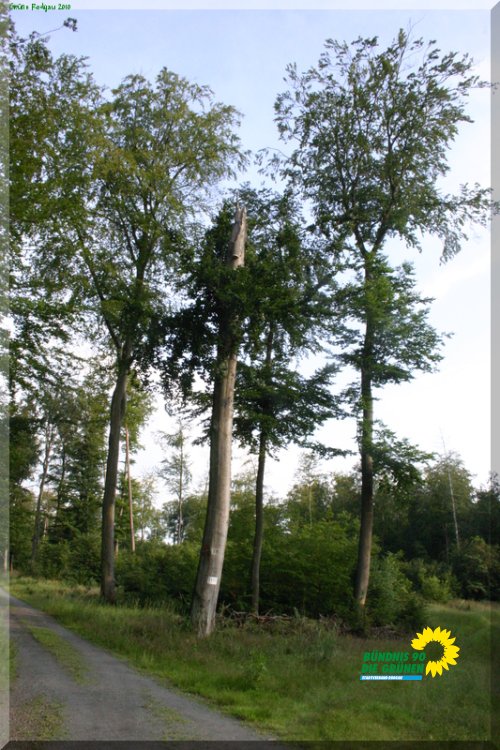 rodgauer_wald_16_20110728_1599754920