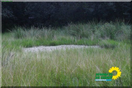 rodgauer_wald_22_20110728_2033550265