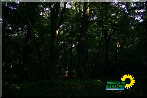 rodgauer_wald_3_20110728_2043265154