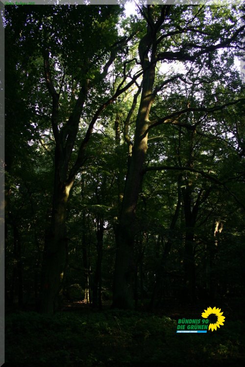 rodgauer_wald_4_20110728_1687341016