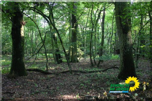 rodgauer_wald_6_20110728_1578669984