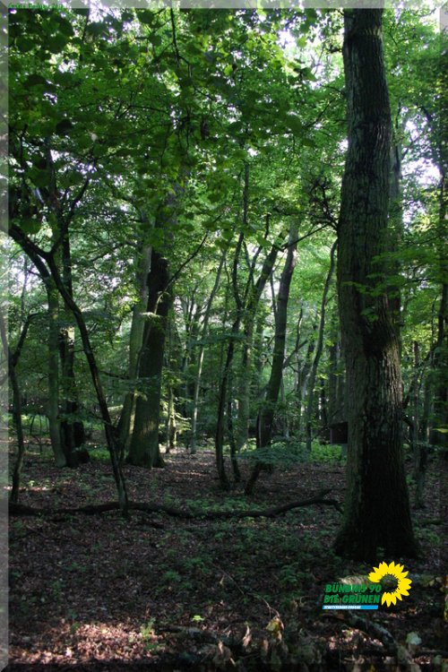 rodgauer_wald_7_20110728_1474545054