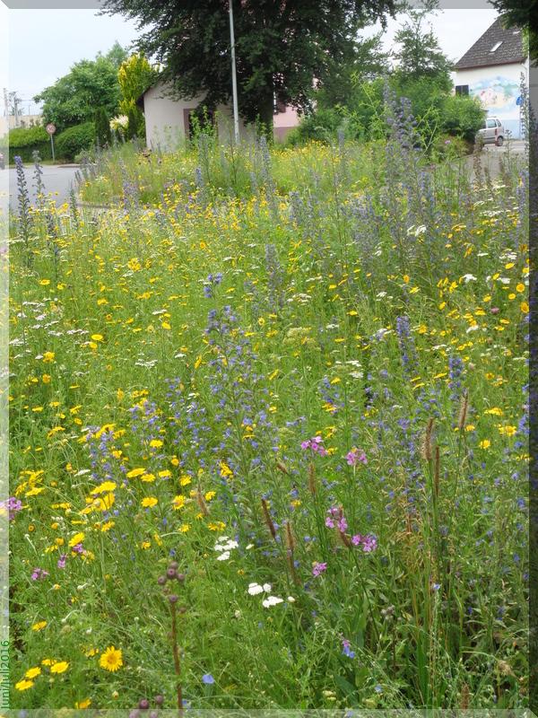 Blumenwiesen