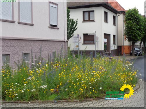 JuniJuli2016_DSC00176.JPG