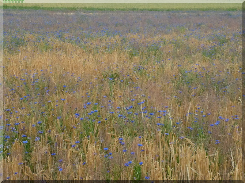 Dudenhöfer Düne