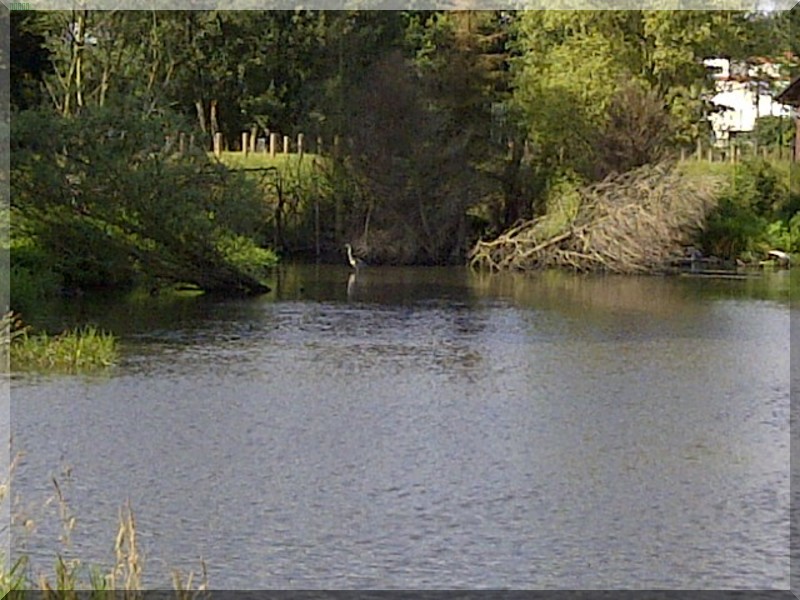 Finkensee