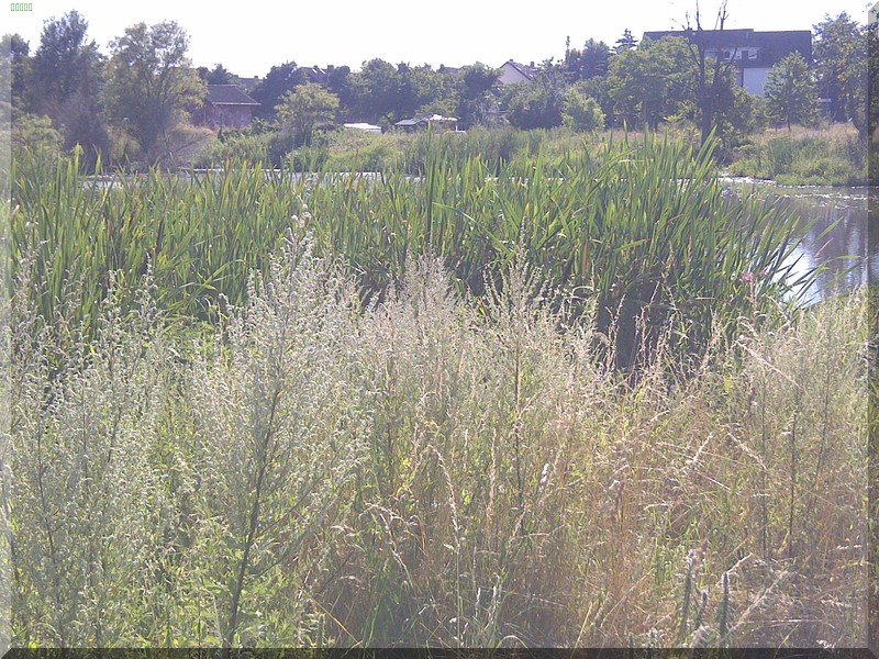 Finkensee2013
