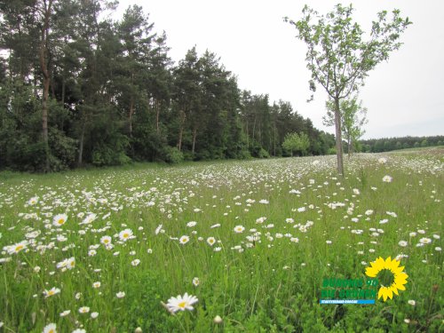 margeritenwiese8-30052013