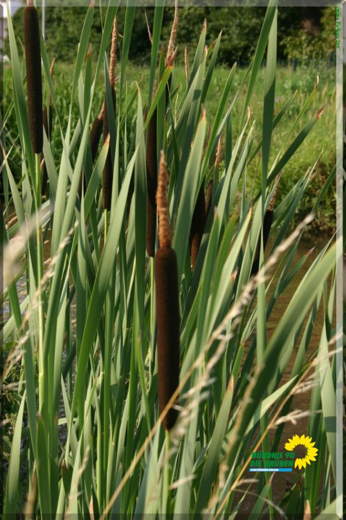 rodau_in_muehlheim_11_20110725_1735749555