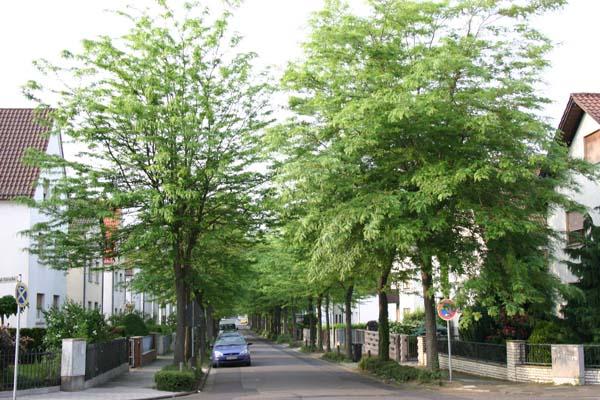 Rodgau Impressionen (2009)