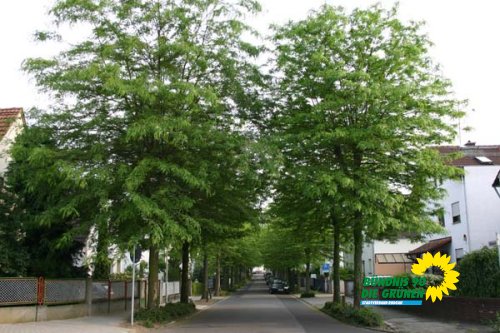 rodgau_2_20091231_1305440214